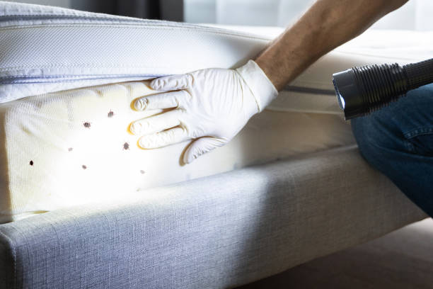 Flea Control Services in Washburn, WI